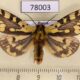 78003p Arctiidae Platarctia ornata Tyva rep. $20