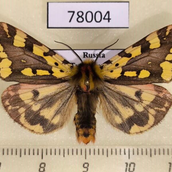 Arctiidae Platarctia ornata Tyva rep.