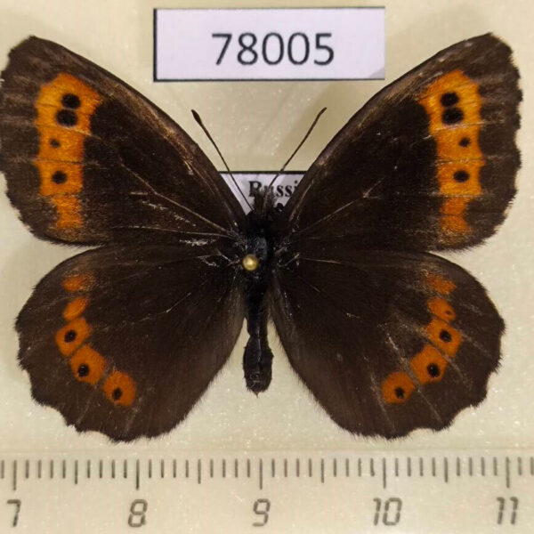 Satyridae Erebia ligea Tyva rep.