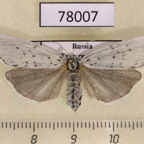 Arctiidae Coscinia cribraria f Tyva rep.