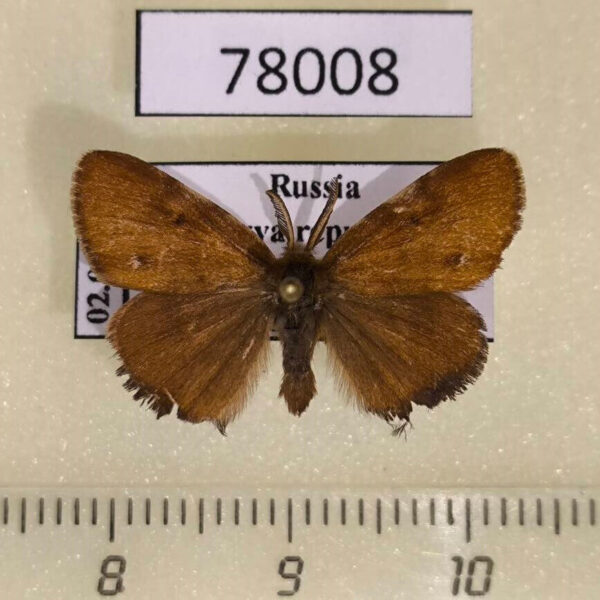 Lymantridae Thylacigyna antiquiodes Tyva rep.