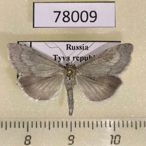 Crambidae Udea uralica Tyva rep.