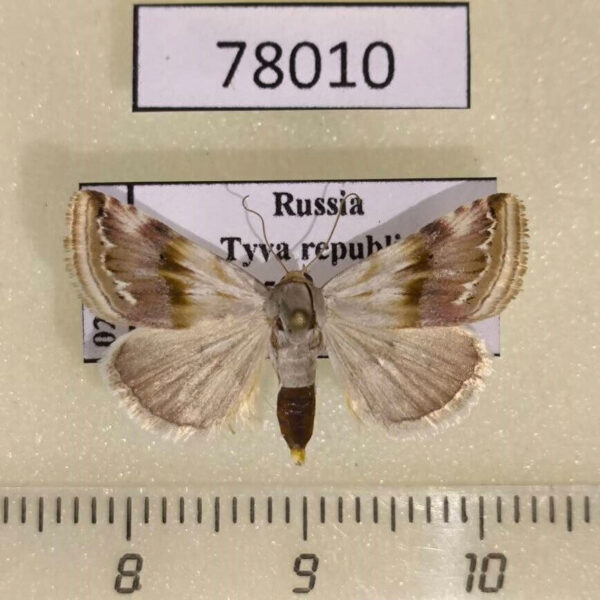 Noctuidae Eublemma ostrina Tyva rep.