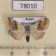 78010p Noctuidae Eublemma ostrina Tyva rep. $12
