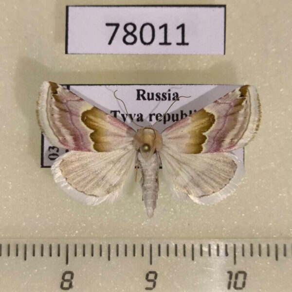 Noctuidae Eublemma rosea Tyva rep.