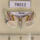 78011p Noctuidae Eublemma rosea Tyva rep. $30