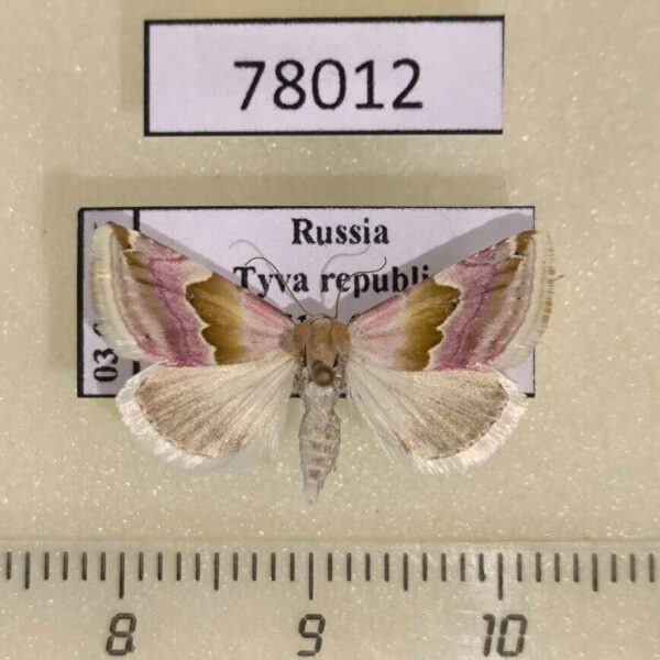 Noctuidae Eublemma rosea Tyva rep.
