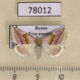 78012p Noctuidae Eublemma rosea Tyva rep. $30