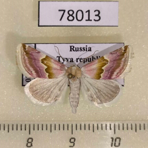Noctuidae Eublemma rosea Tyva rep.