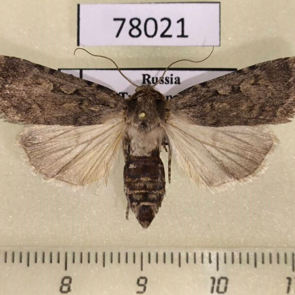 Noctuidae Spaelotis deplorata Tyva rep.