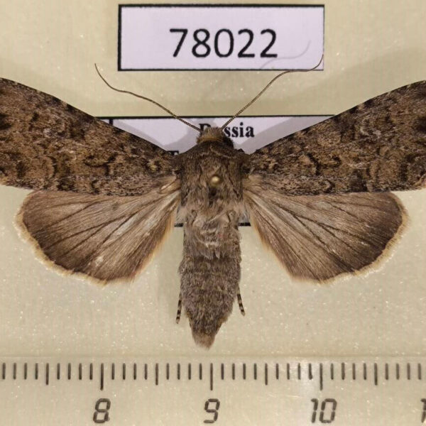 Noctuidae Sideridis egena f Tyva rep.