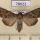 78022p Noctuidae Sideridis egena f Tyva rep. $7