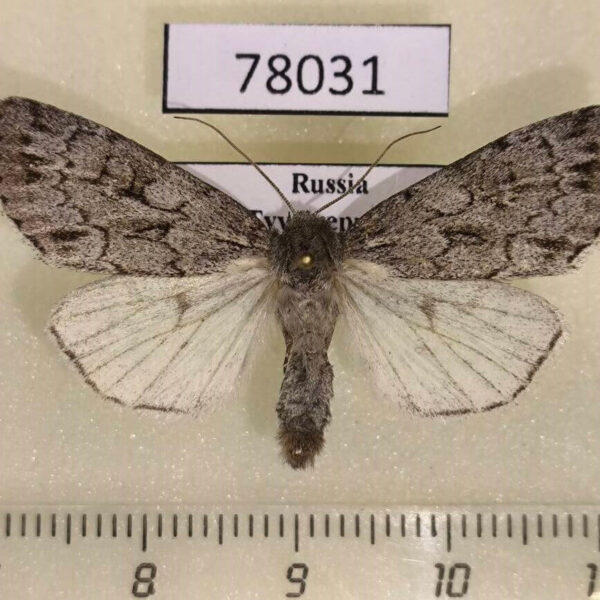 Noctuidae Xestia fennica Tyva rep.