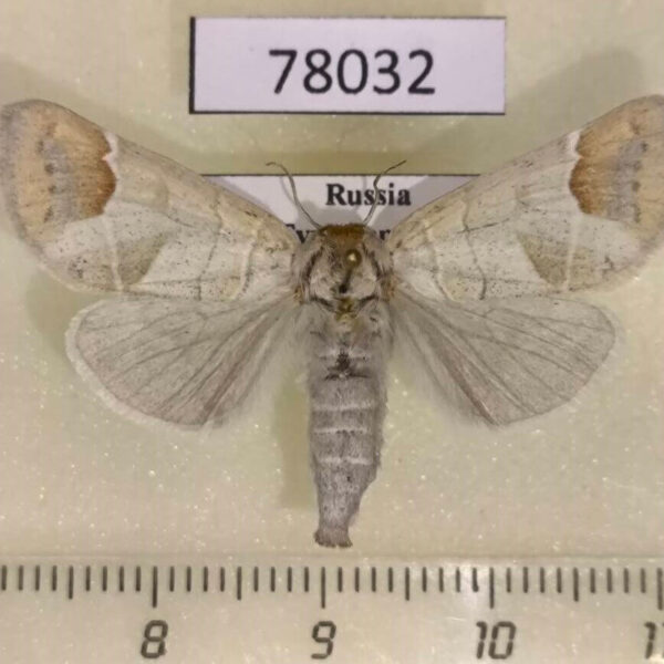Notodontiidae Clostera curtula f Tyva rep.