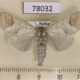 78032p Notodontiidae Clostera curtula f Tyva rep. $6