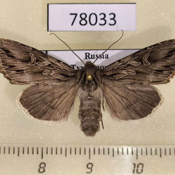 Noctuidae Rhiza commoda f Tyva rep.