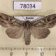 78034p Noctuidae Rhiza commoda Tyva rep. $10