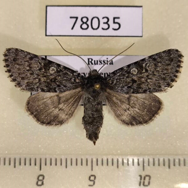 Noctuidae Lasionycta dovrensis f Tyva rep