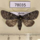 78035p Noctuidae Lasionycta dovrensis f Tyva rep $15