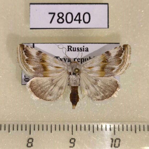 Noctuidae Eublemma ostrina Tyva rep.