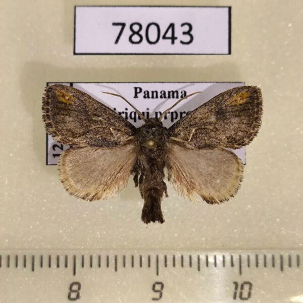 Limacodidae Euclea zygia Panama
