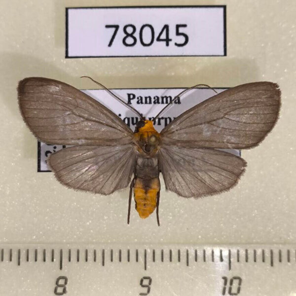 Arctiidae Agaraea longicornis Panama