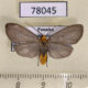 78045p Arctiidae Agaraea longicornis Panama $13
