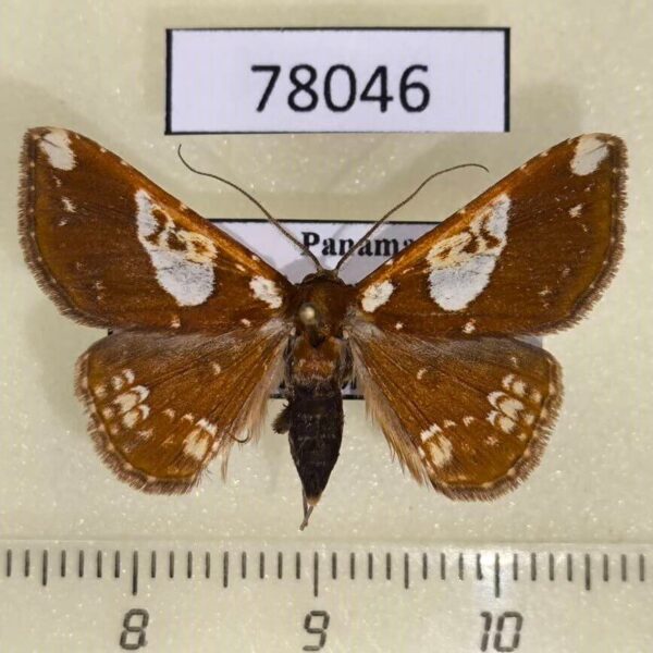 Noctuidae Antiblemma chephira Panama