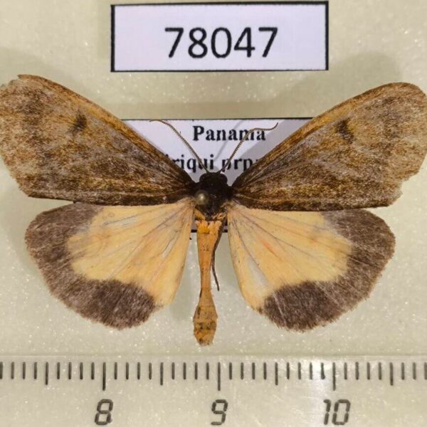 Arctiidae Virbia sp. Panama