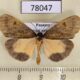 78047p Arctiidae Virbia sp. Panama $12