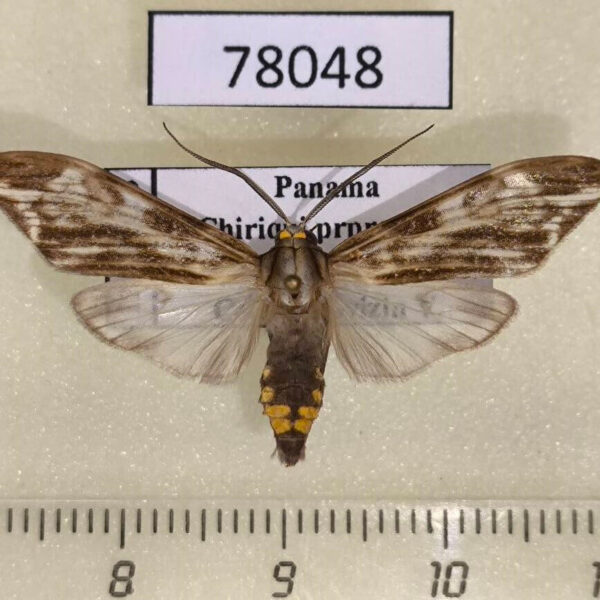 Arctiidae Eucereon striata Panama