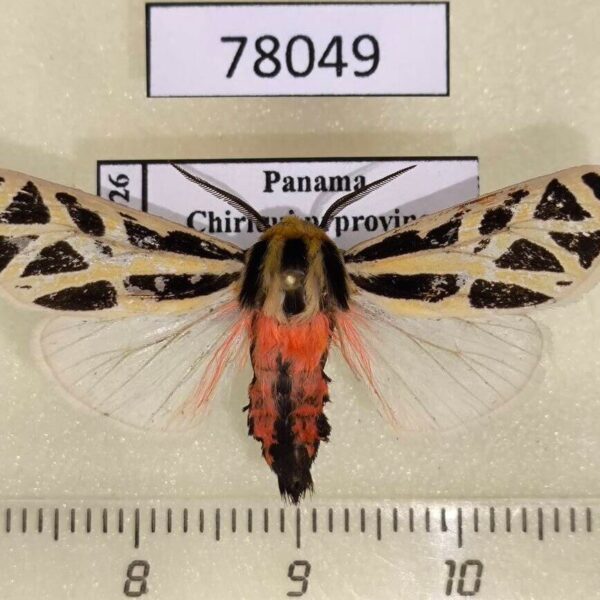 Arctiidae Apantesis proxima Panama