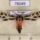 78049p Arctiidae Apantesis proxima Panama $13