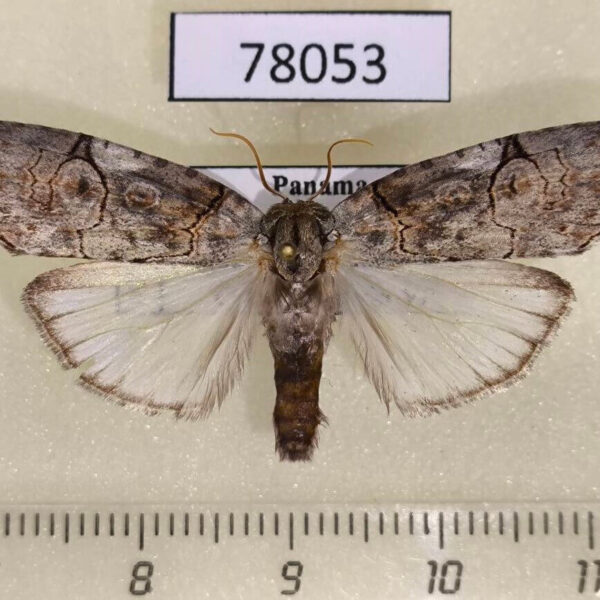 Noctuidae sp. Panama