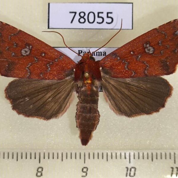 Noctuidae Anomis rubida Panama