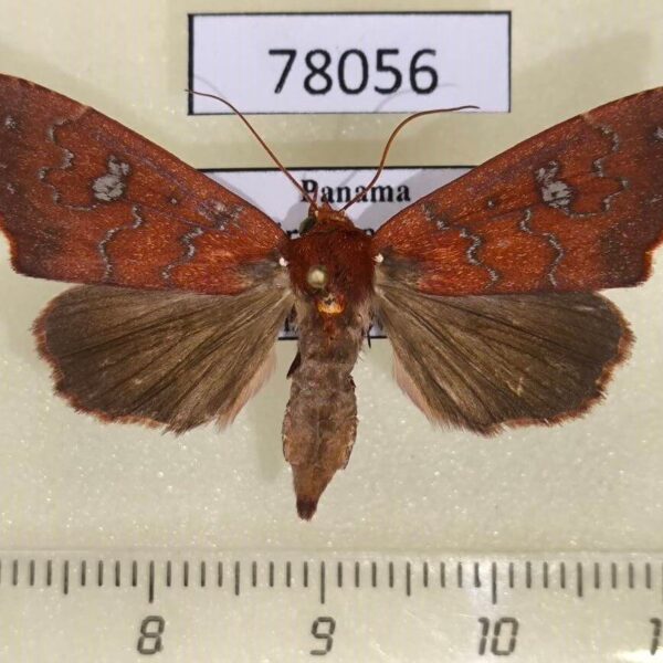 Noctuidae Anomis rubida Panama