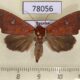 78056p Noctuidae Anomis rubida Panama $10