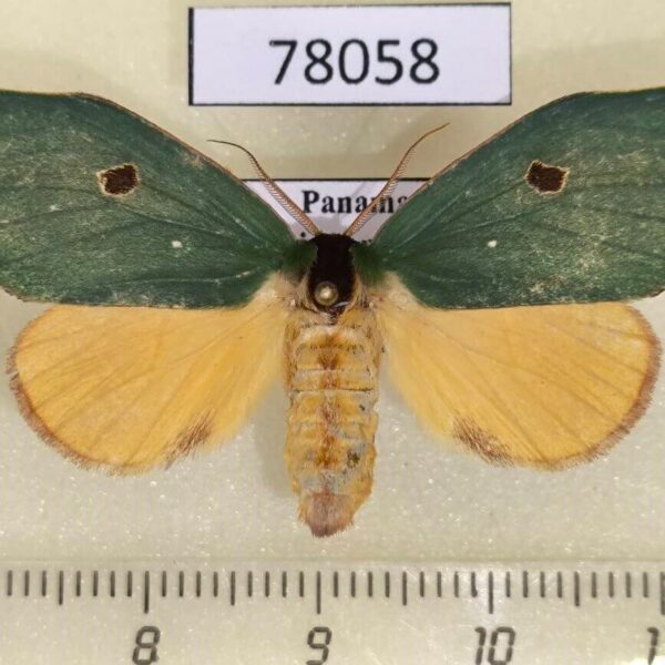 Notodontiidae Rosema attenuata f Panama