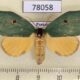 78058p Notodontiidae Rosema attenuata f Panama $18