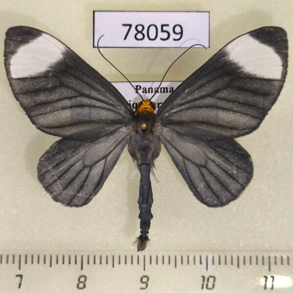 Geometridae Crocypus perlucidaria Panama