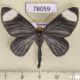 78059p Geometridae Crocypus perlucidaria Panama $13