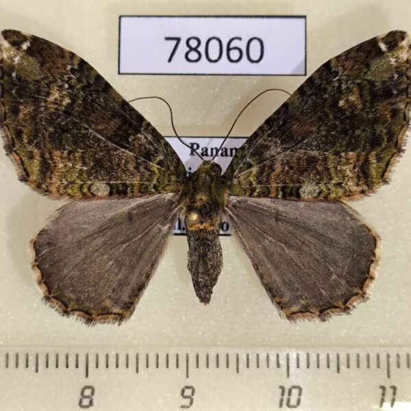 Geometridae Euphyia subguttaria f Panama