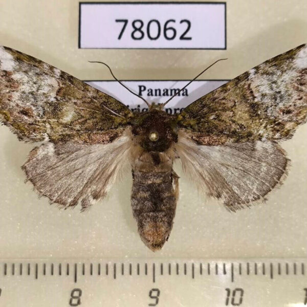 Notodontiidae Disphragis edwardsi f Panama