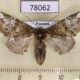 78062p Notodontiidae Disphragis edwardsi f Panama $8