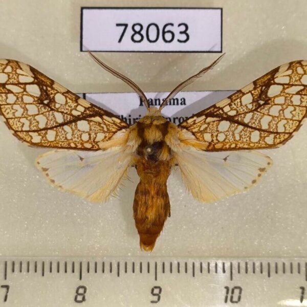 Arctiidae Lophocampa propinqua Panama