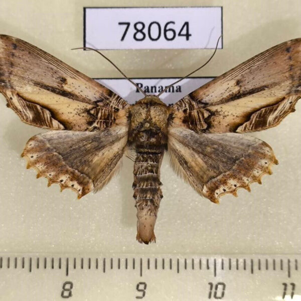 Geometridae Pero xylinaria Panama