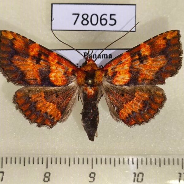 Noctuidae Antiblemma sp. Panama