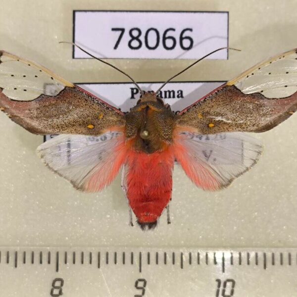 Arctiidae Bertholdia specularis Panama