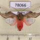 78066p Arctiidae Bertholdia specularis Panama $12