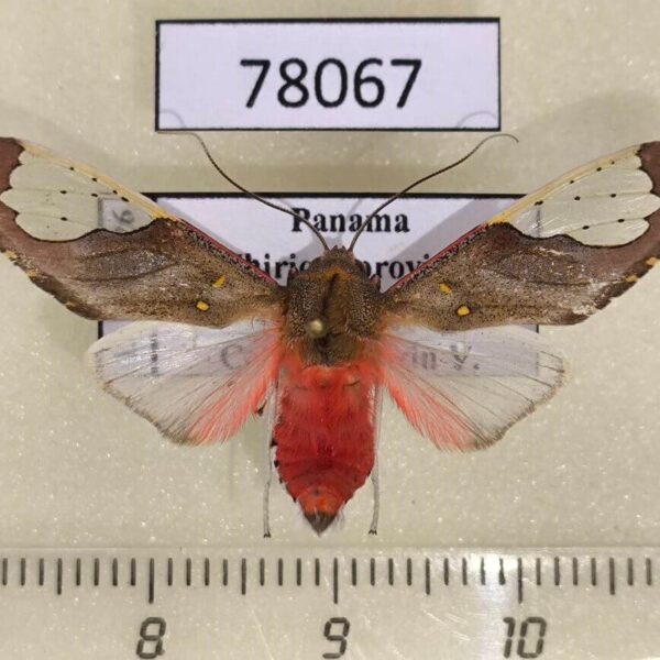 Arctiidae Bertholdia specularis Panama